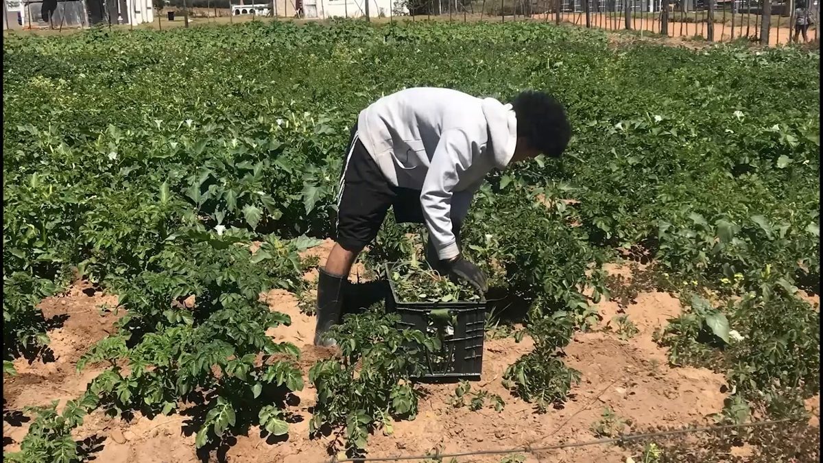 A young man working among tall, healthy potato plants