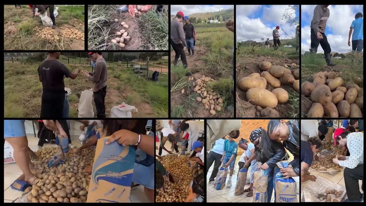 Collage of the potato harvest: lifting, sorting and bagging potatoes