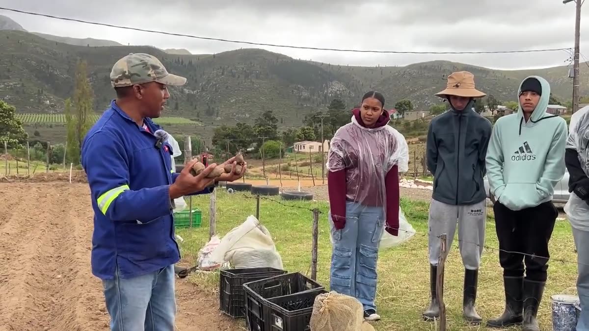Farming specialist teaching young people about seed potatoes in the field