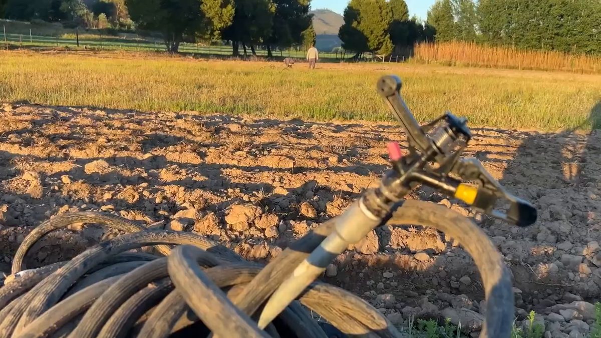 Sprinkler and hose ready in a prepared field at sunset